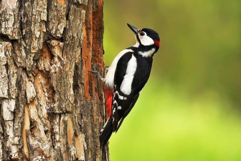 Woodpecker
