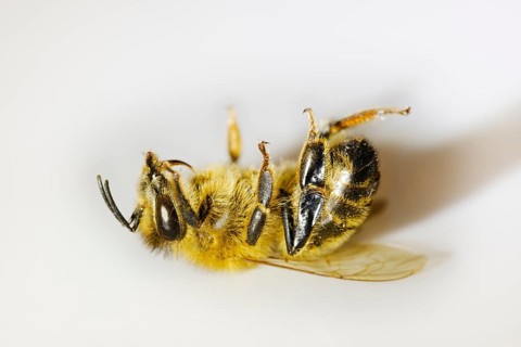 Dead honey bee