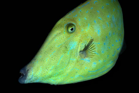 Scrawled Filefish