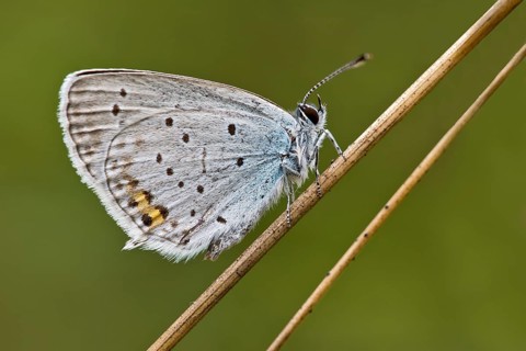Short-tailed blue