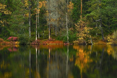 Trees reflected in lake