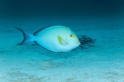 Yellowfin surgeonfish