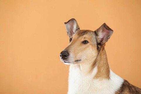 Smooth collie