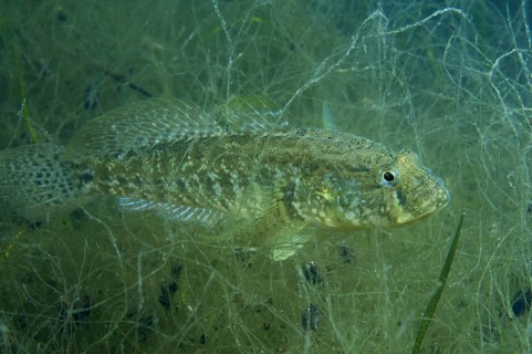 Grass goby