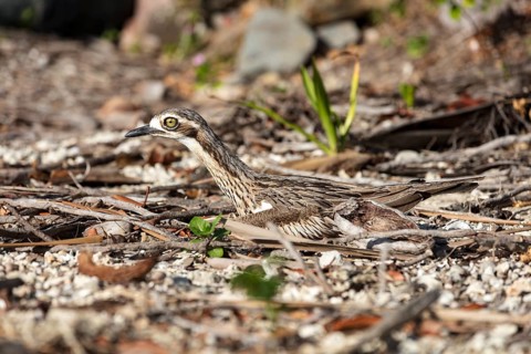 Bush stone-curlews