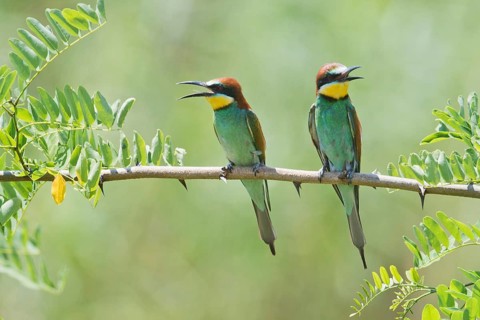 European bee-eaters