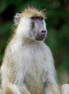 Yellow baboon