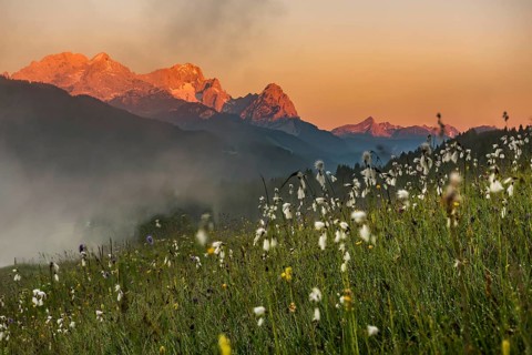 Cottongrass