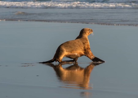 New Zealand Sea Lion