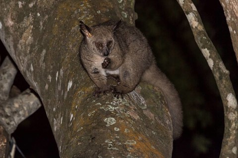Brown greater galago