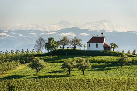Apple plantation