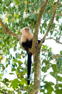 White-headed Capuchin