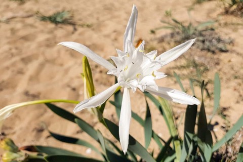 Sea daffodil