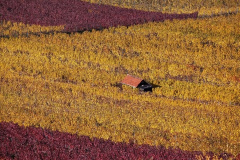 Viniculture