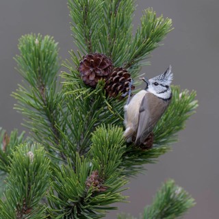 Crested tit