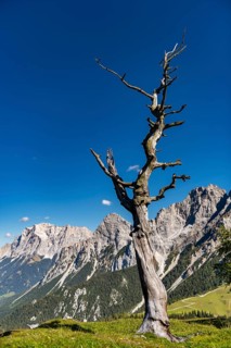 Durrer tree in front of blue sky on a mountain meadow with Zugspitze