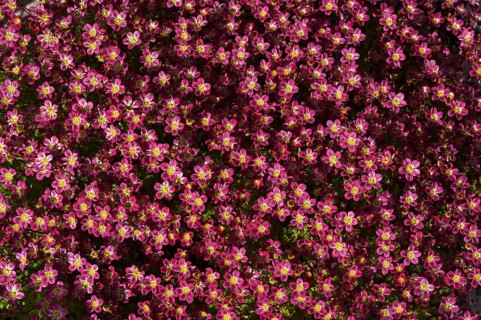 Saxifrage