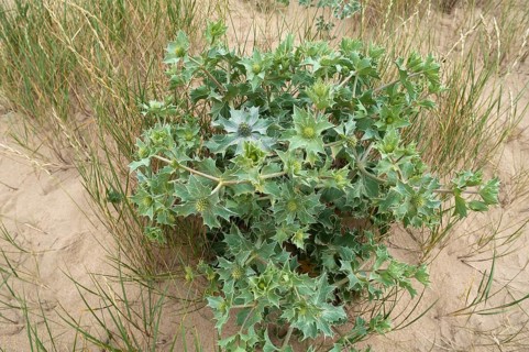 Beach thistle