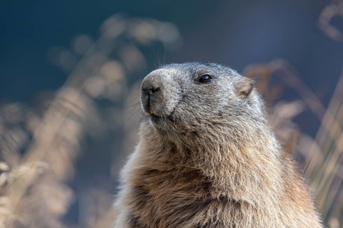 Alpine marmot