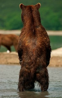 Brown bear