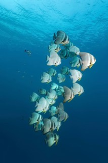 Longfin batfish