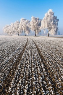 Field with furrows in front of birch trees