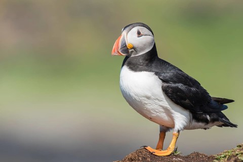 Puffin