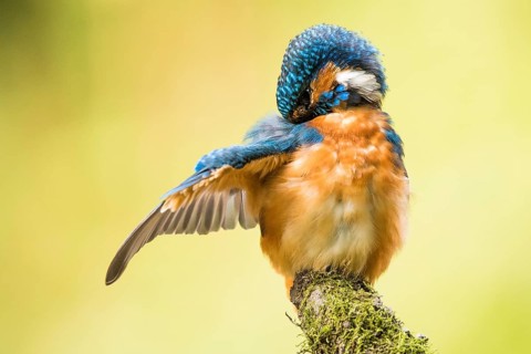 Kingfisher