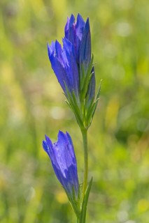 Marsh gentian