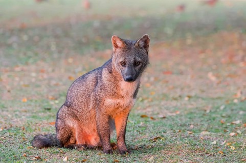 Crab-eating Fox