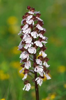 Blooming Lady Orchid