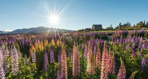 Sun shining through colorful Large-leaved lupines