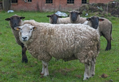 Texel sheep breed with black head sheep