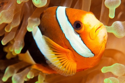 Clark's anemonefish