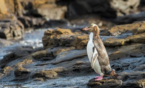 Yellow-eyed penguin