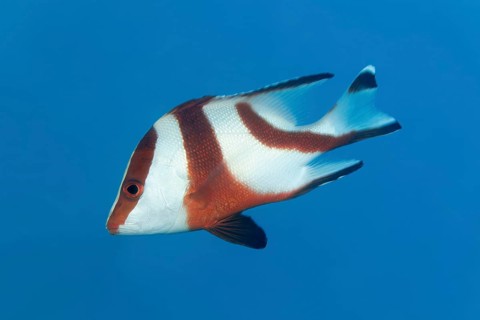 Emperor red snapper