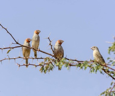 Red-headed finch or red-headed weaver