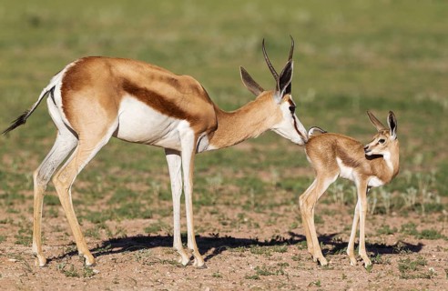 Springboks