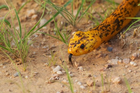 Cape Cobra