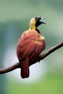 Lesser Bird of paradise