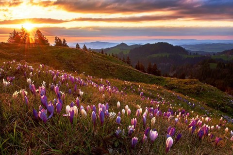 Alpine meadow with flowering crocuses