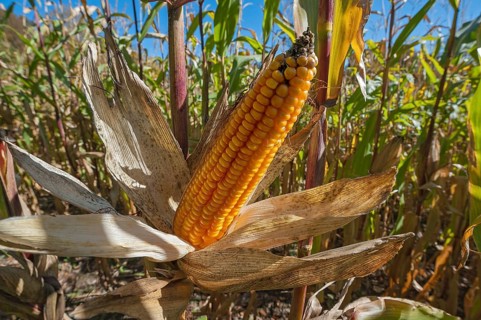 Fodder maize