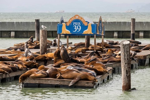 California sea lions