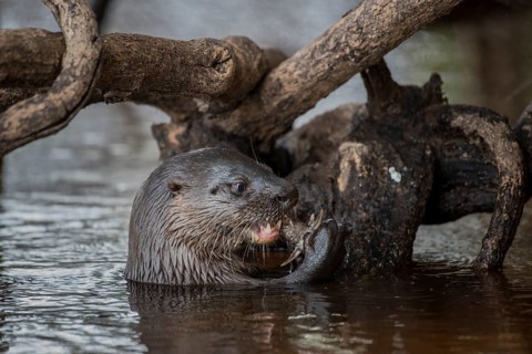 Neotropical otter