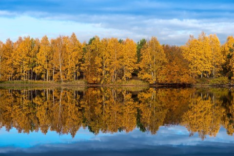 Colourfully coloured autumn forest