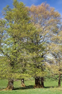 Wood pasture beech