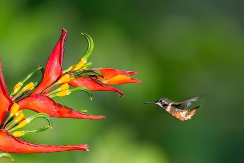 Purple-throated woodstar