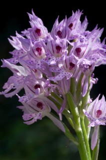 Monkey orchid