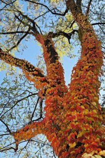 Boston ivy