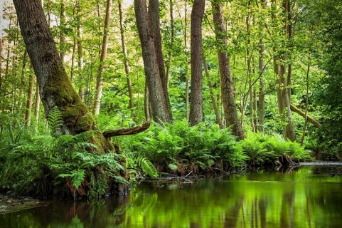 Streambed of The Schlaube River with ferns